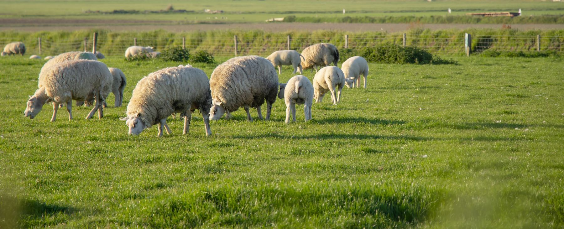 Schapen en lammeren in een Texelse wei